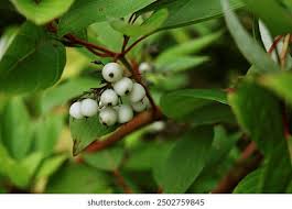 Attēlu rezultāti vaicājumam “Cornus sericea fruit”