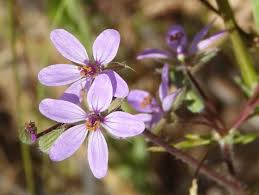 Attēlu rezultāti vaicājumam “Erodium cicutarium flower”