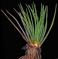 Attēlu rezultāti vaicājumam “Isoetes lacustris leaf”