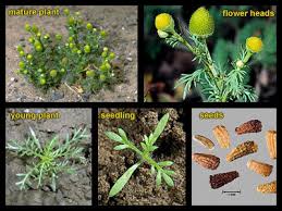 Attēlu rezultāti vaicājumam “Matricaria discoidea flower”