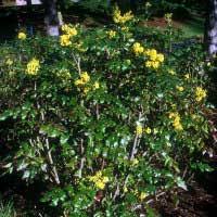 Attēlu rezultāti vaicājumam “Mahonia aquifolium”