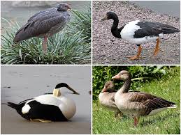 Attēlu rezultāti vaicājumam “Anseriformes”