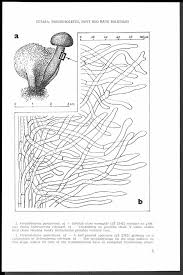 Attēlu rezultāti vaicājumam “Enerthenema papillatum young”