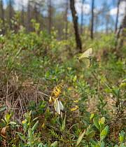 Attēlu rezultāti vaicājumam “Colias palaeno female”