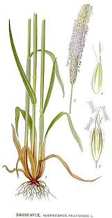 Attēlu rezultāti vaicājumam “Alopecurus pratensis fruit”