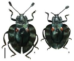 Attēlu rezultāti vaicājumam “Endomychidae”