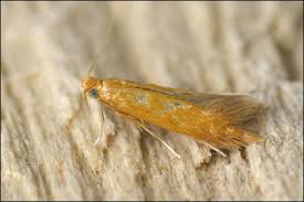 Attēlu rezultāti vaicājumam “Tischeria ekebladella”