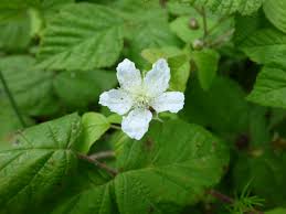 Attēlu rezultāti vaicājumam “Rubus plicatus flower”