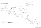 glycogen biochemistry
