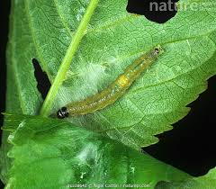 Attēlu rezultāti vaicājumam “Archips podana”