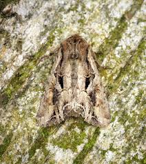 Attēlu rezultāti vaicājumam “Lacanobia suasa”