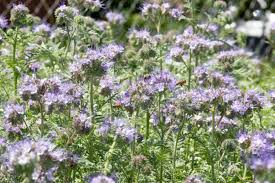 Image result for Phacelia