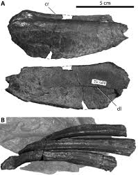 Attēlu rezultāti vaicājumam “Laccognathus panderi”