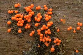 Attēlu rezultāti vaicājumam “Trichia decipiens”