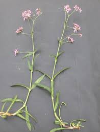 Image result for Lychnis flos-cuculi