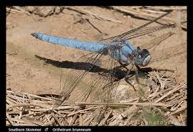 Attēlu rezultāti vaicājumam “Orthetrum brunneum”