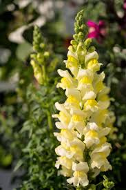 Attēlu rezultāti vaicājumam “Linaria loeselii flower”
