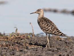 Attēlu rezultāti vaicājumam “Philomachus pugnax adult”