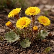 Attēlu rezultāti vaicājumam “Tussilago farfara”