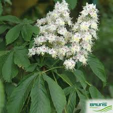 Attēlu rezultāti vaicājumam “Aesculus hippocastanum”