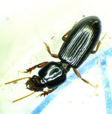 Attēlu rezultāti vaicājumam “Clivina fossor”