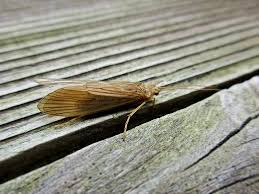 Attēlu rezultāti vaicājumam “Phryganeidae”