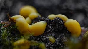 Attēlu rezultāti vaicājumam “Didymium serpula macro”