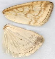 Attēlu rezultāti vaicājumam “Udea lutealis”