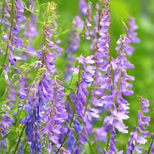Attēlu rezultāti vaicājumam “Vicia tenuifolia flower”