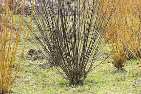 Attēlu rezultāti vaicājumam “Salix daphnoides”