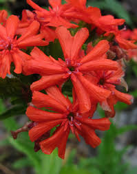 Attēlu rezultāti vaicājumam “Silene chalcedonica flower”