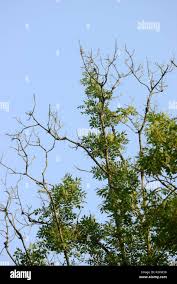 Attēlu rezultāti vaicājumam “Hymenoscyphus fraxineus”