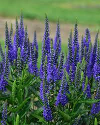 Attēlu rezultāti vaicājumam “Veronica longifolia”