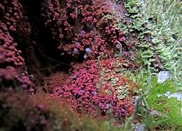 Attēlu rezultāti vaicājumam “Cribraria purpurea plasmodium”