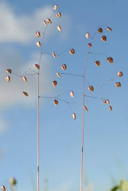 Attēlu rezultāti vaicājumam “Briza media bud”