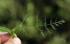 Attēlu rezultāti vaicājumam “Carum carvi leaf”