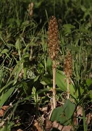 Attēlu rezultāti vaicājumam “Neottia nidus-avis”