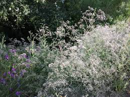 Attēlu rezultāti vaicājumam “Gypsophila paniculata bud”