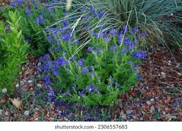 Attēlu rezultāti vaicājumam “Veronica austriaca subsp. teucrium leaf”