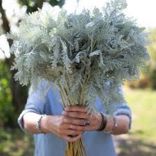 Image result for Chrysanthemum ptarmiciflorum