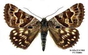 Attēlu rezultāti vaicājumam “Callistege mi”