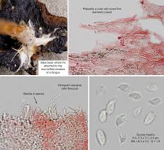 Attēlu rezultāti vaicājumam “Collybia cirrhata”