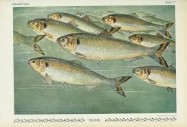 Image result for Alosa alosa