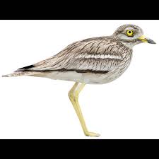 Image result for Burhinus oedicnemus