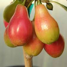 Attēlu rezultāti vaicājumam “Cornus mas fruit”