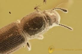 Attēlu rezultāti vaicājumam “Silvanidae”