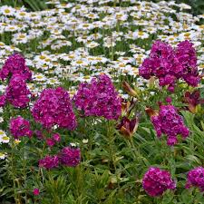 Attēlu rezultāti vaicājumam “Phlox paniculata”