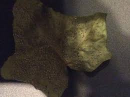 Attēlu rezultāti vaicājumam “Didymium annulisporum”