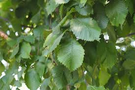 Attēlu rezultāti vaicājumam “Ulmus laevis leaf”