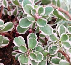 Attēlu rezultāti vaicājumam “Phedimus spurius leaf”